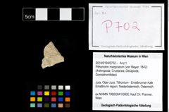 Foto (Objekt + Etikett) von Pithonoton marginatum (von Meyer, 1842)  (NHMW-GEO-2014-0194-0702)